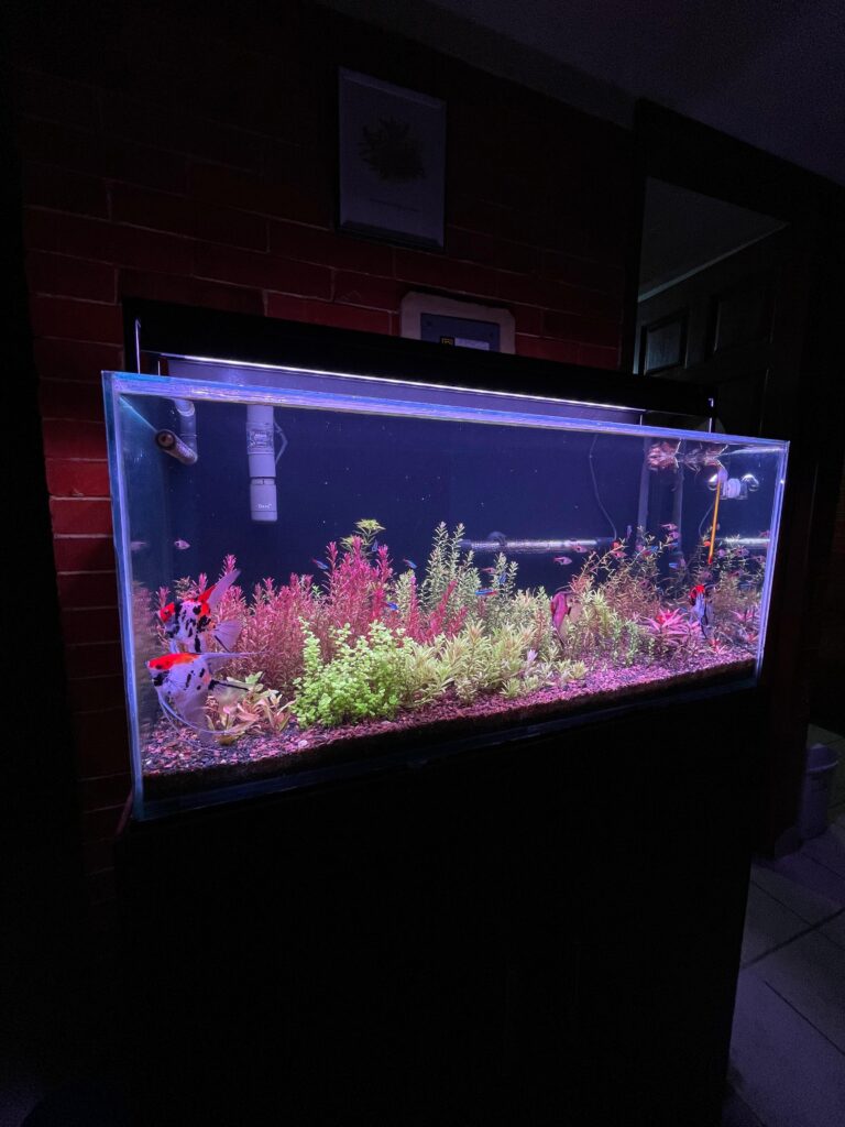 acuario de estilo holandes con co2 profesional