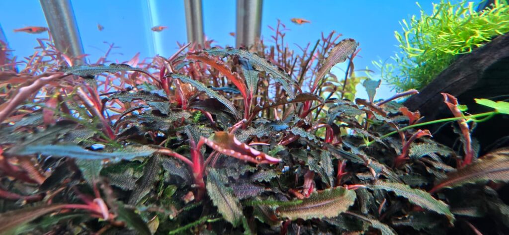 Detalle de Bucephalandra Red con hojas onduladas en acuario plantado