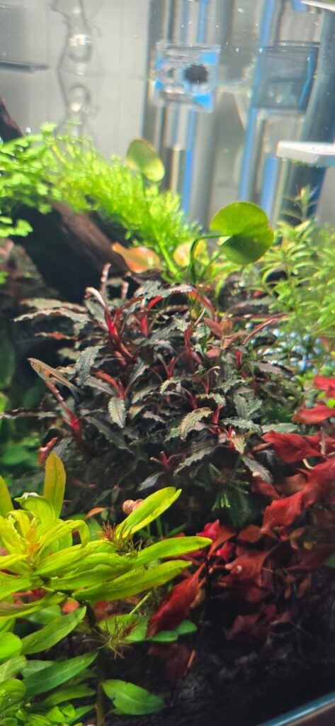 Vista superior de acuario plantado mostrando Bucephalandras y Anubias nana