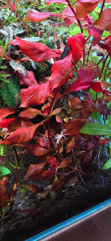 Planta acuática Ludwigia mini Super Red con hojas de color rojo intenso