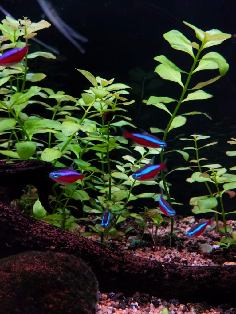 Cardumen de peces Tetra Cardenal mostrando sus líneas azul y roja