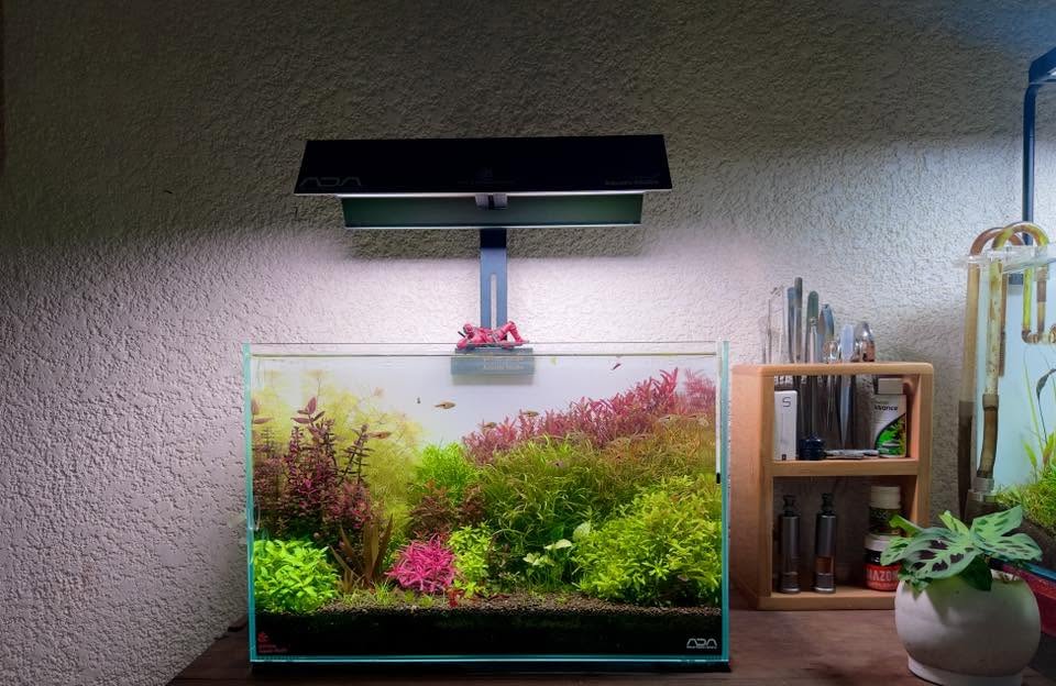 acuario de aquascaping
