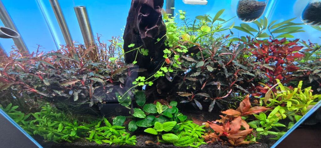 Planta Hydrocotyle tripartita creciendo sobre tronco en acuario natural