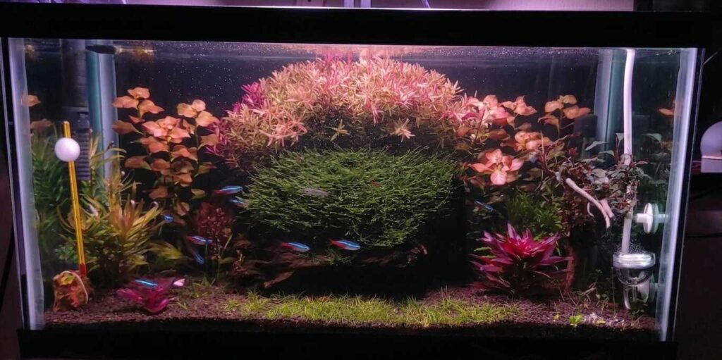 acuario plantado con buena iluminacion