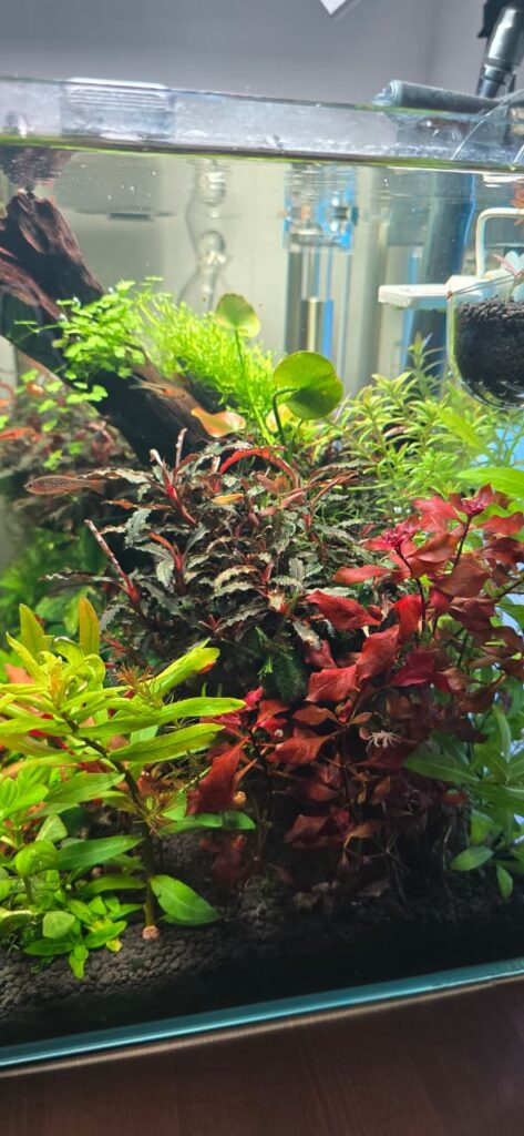 Cangrejo de agua dulce blanco escondido en planta Ludwigia mini Super Red