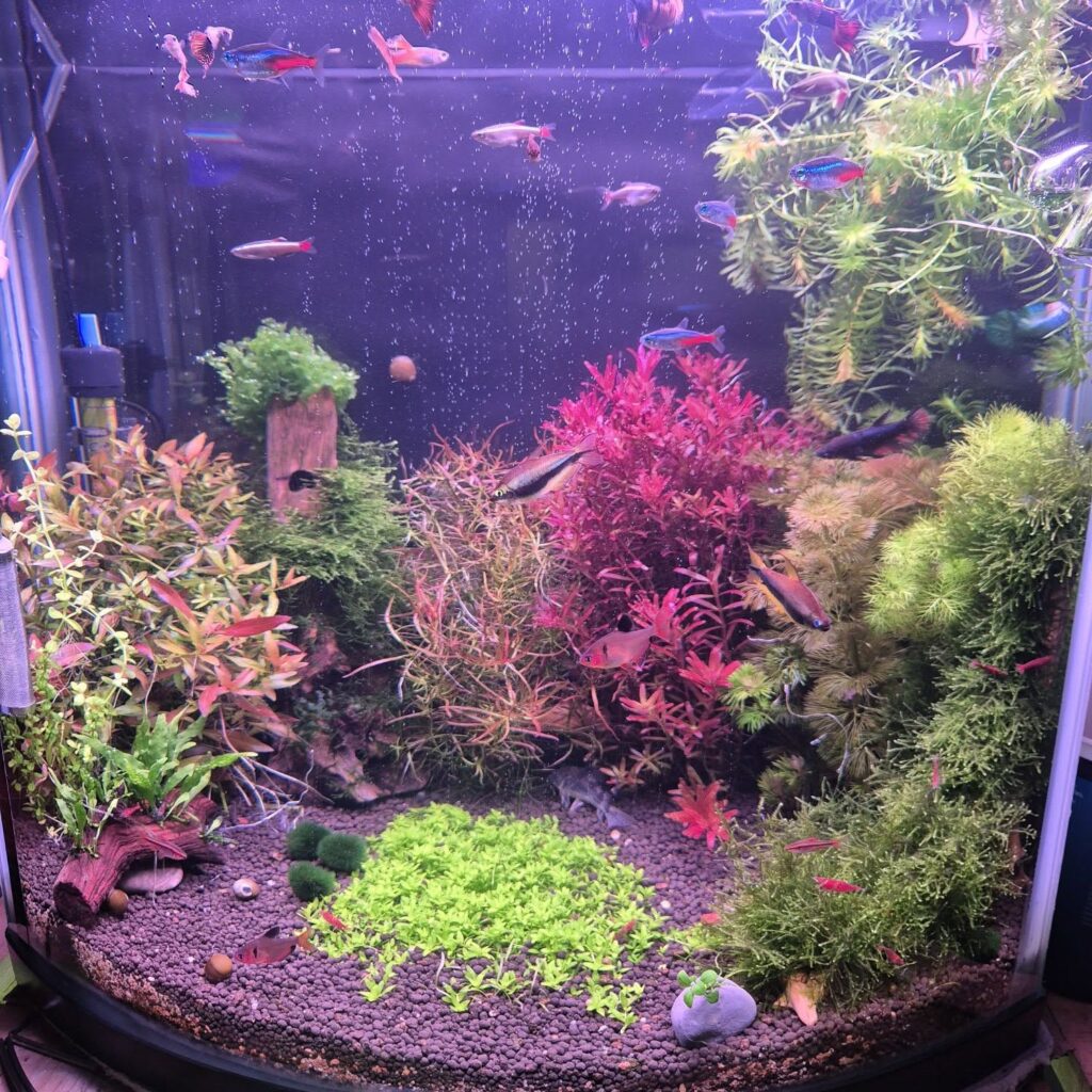 Acuario paisajismo acuático con sistema de CO2 profesional
