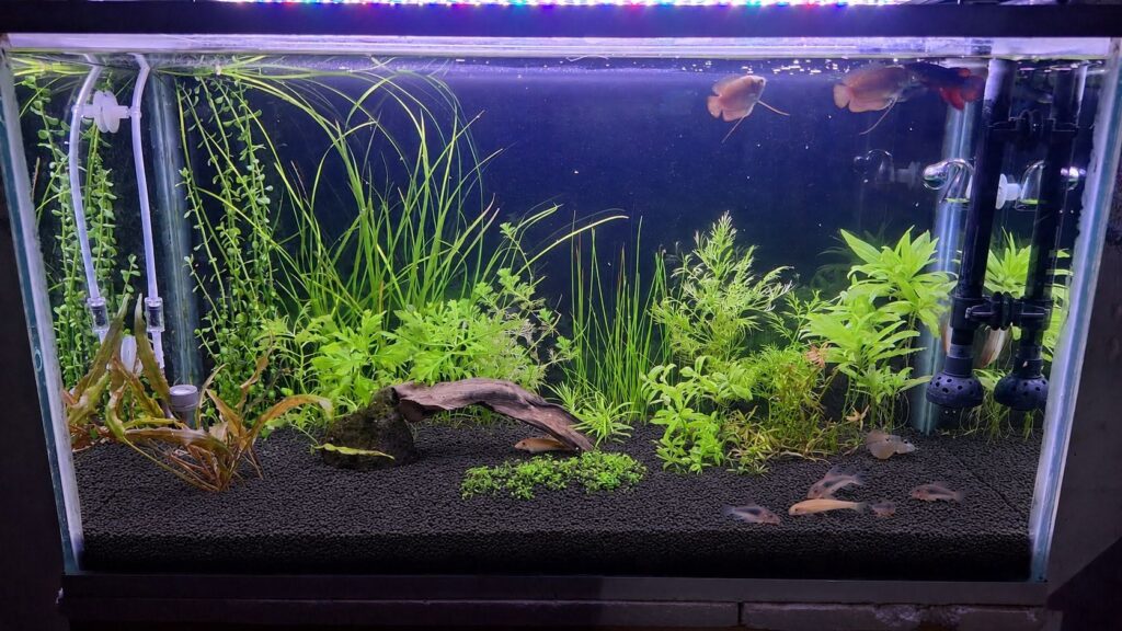 Acuario plantado con peces ángel y vegetación exuberante