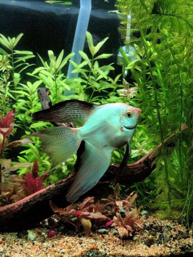 Pez Ángel Escalar nadando majestuosamente cerca de la superficie del agua