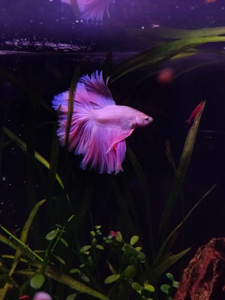 Pez Betta Splendens de aletas largas nadando entre plantas acuáticas