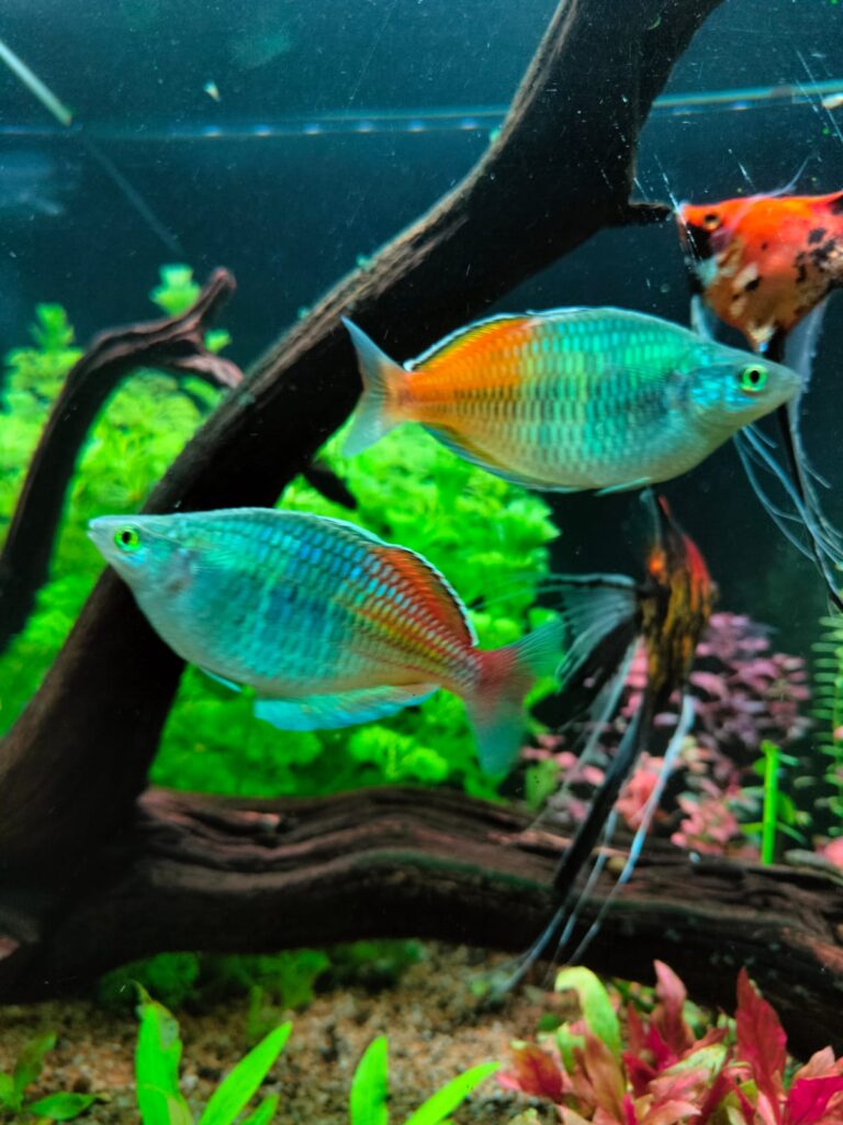 Cardumen de peces