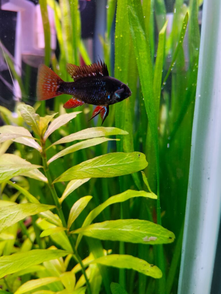 Cíclido enano Ramirezi Negro variedad Black en acuario de requerimientos altos