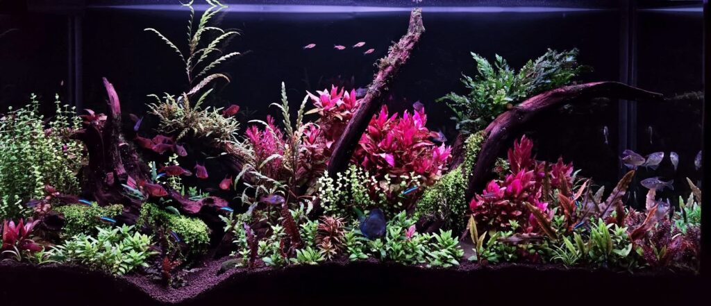 Montaje de acuario natural con plantas tapizantes