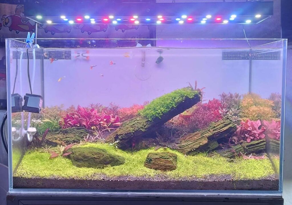 Acuario plantado estilo holandés con macizos de plantas rojas sanas
