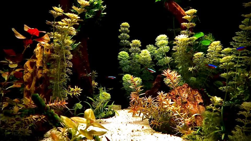 Acuario holandés con Rotala wallichii y plantas acuáticas de colección