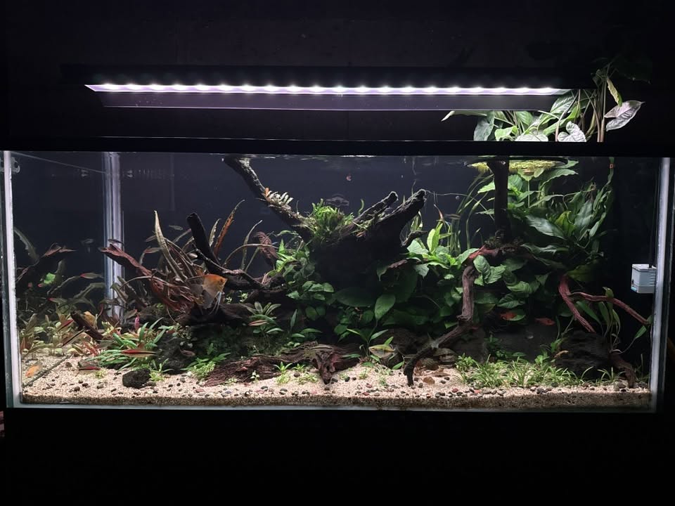 Tanque plantado profesional con excelente coloración en plantas rojas