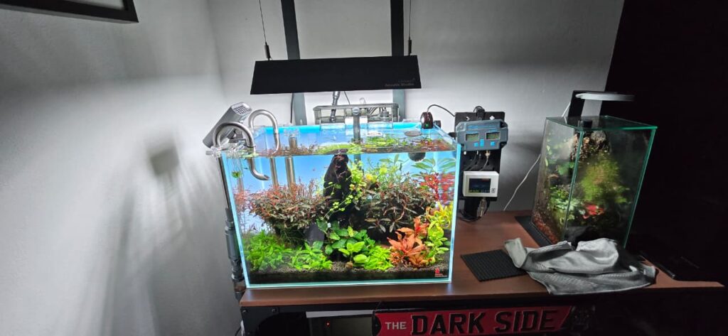 Tanque acuascaping con plantas acuáticas sanas y controlador de pH digital