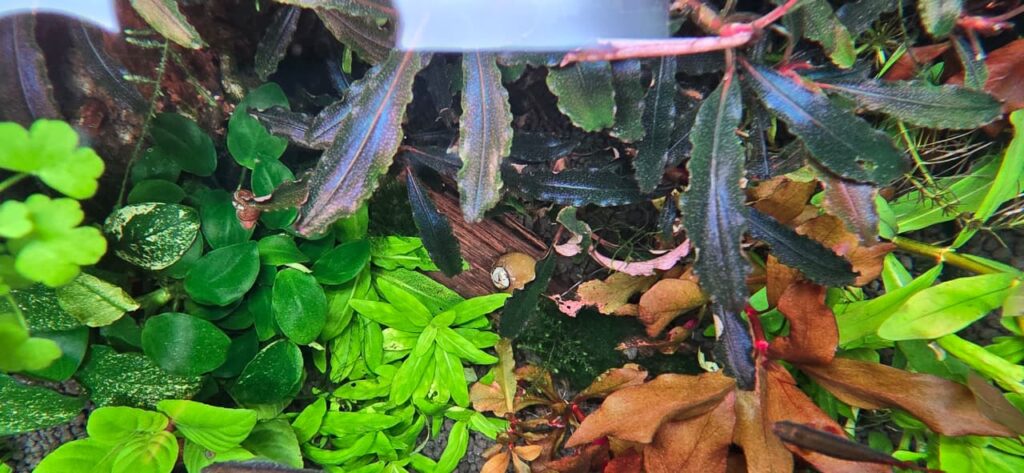 Hojas de Bucephalandra con destellos bajo iluminación LED para acuario