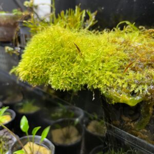 foto de musgo cgristmas frondoso y sano