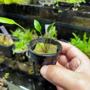 Cryptocoryne Wendtii Brown